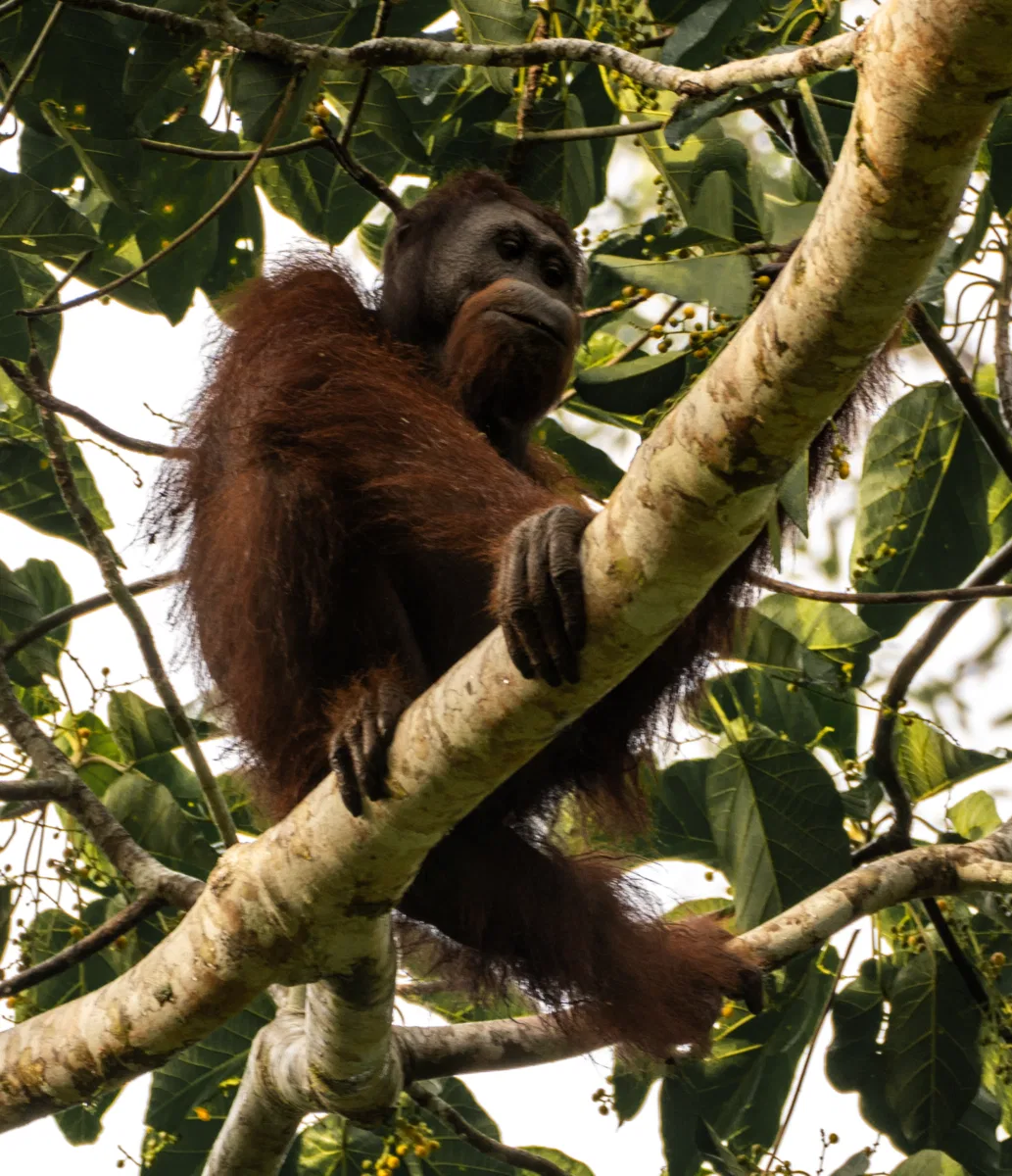 Mammals photograph — Malaysia, Borneo