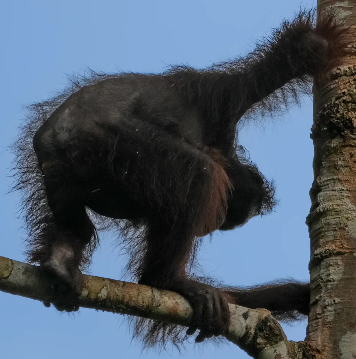 Mammals photograph — Malaysia, Borneo