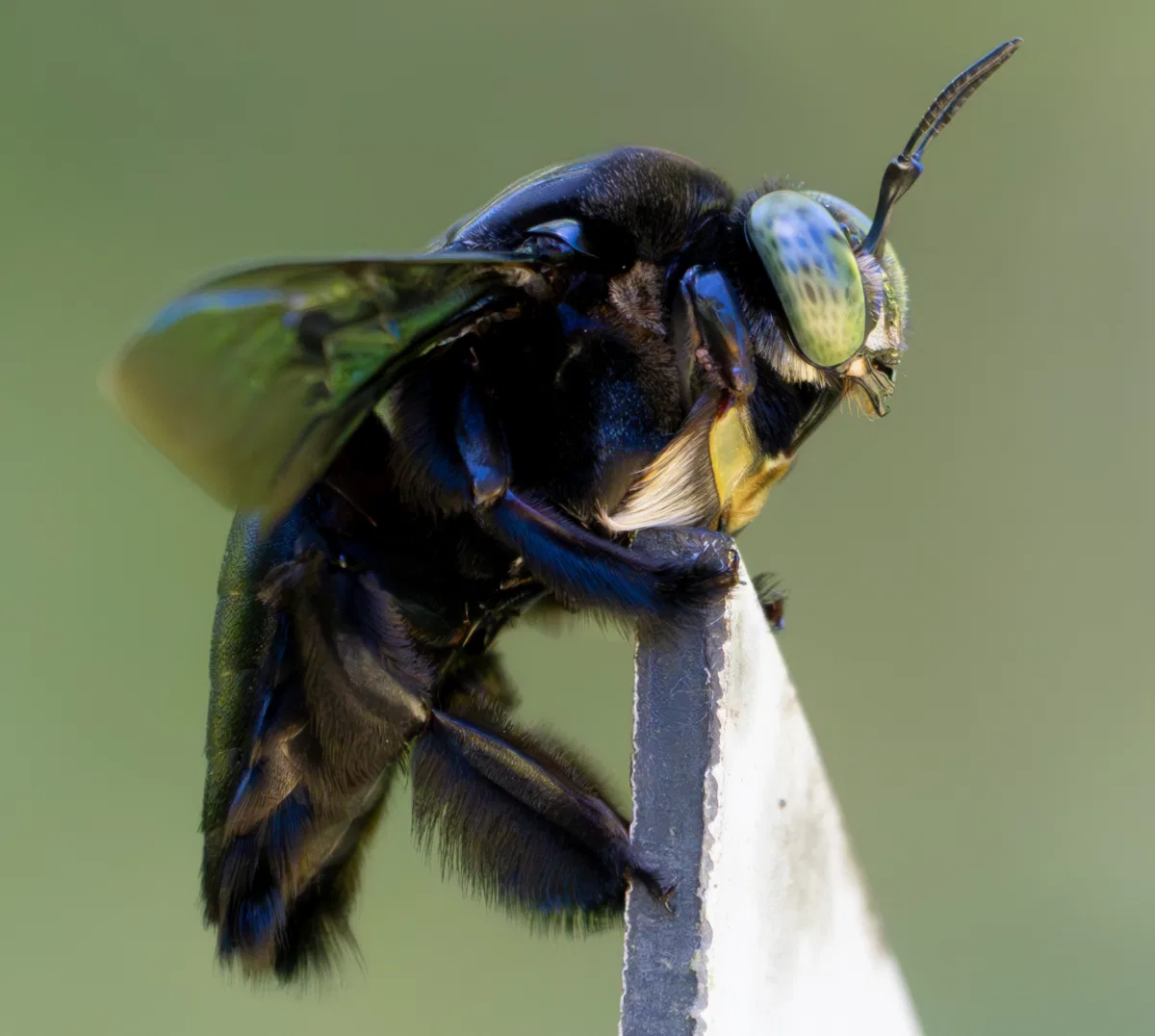 Insects & Spiders photograph — Malaysia, Borneo