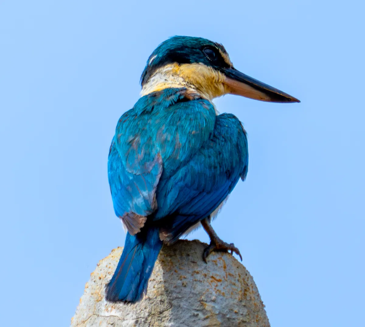 Birds photograph — Malaysia, Borneo