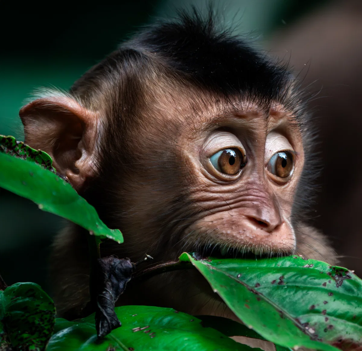 Mammals photograph — Malaysia, Borneo