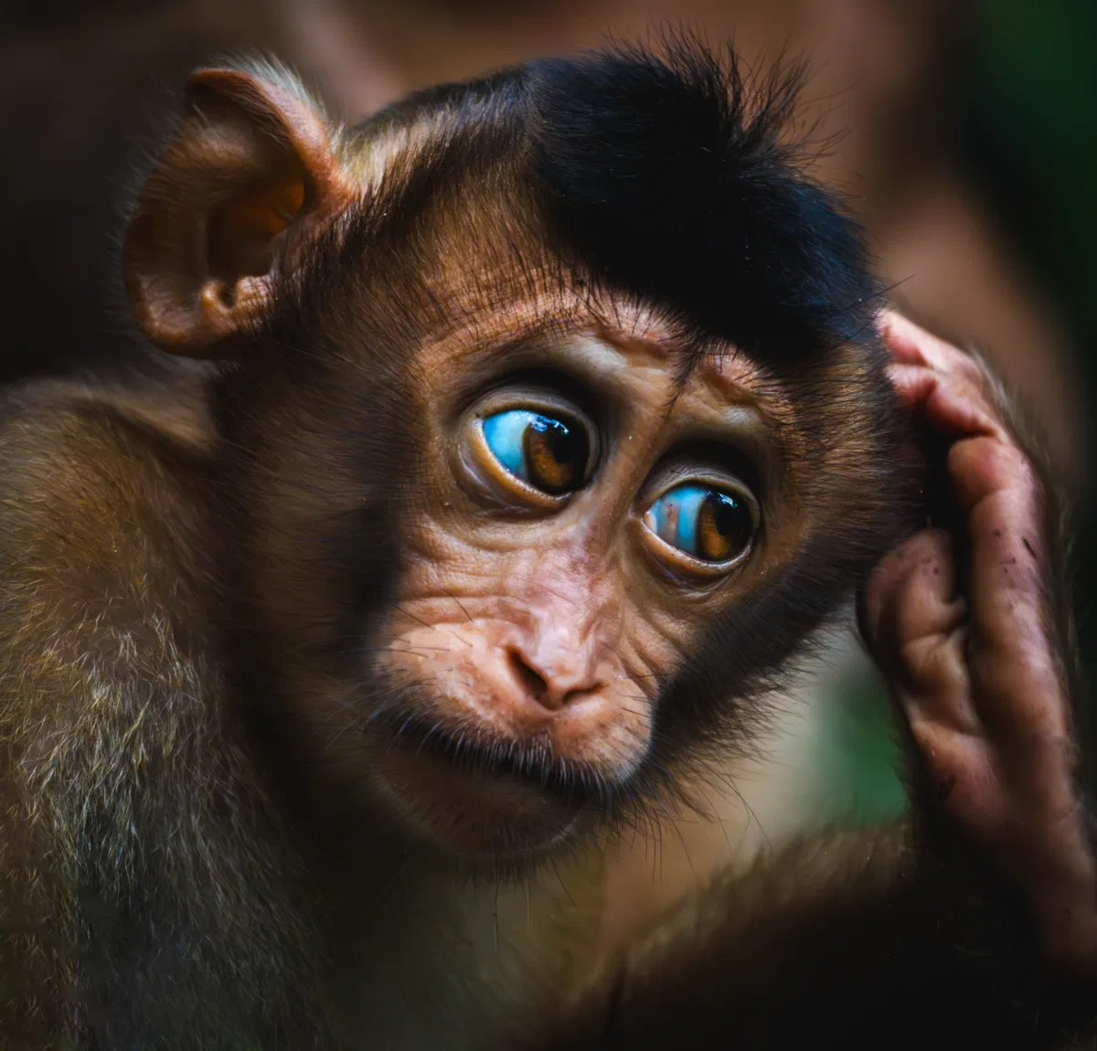 Mammals photograph — Malaysia, Borneo