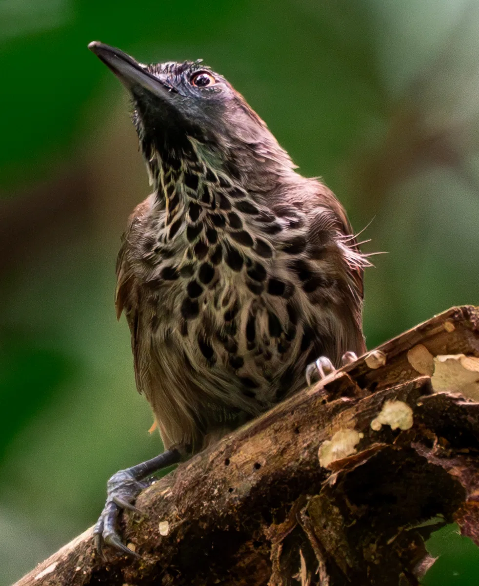 Birds photograph — Malaysia, Borneo