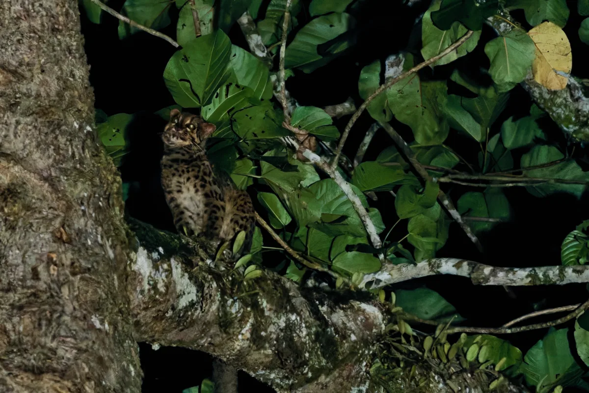 Mammals photograph — Malaysia, Borneo