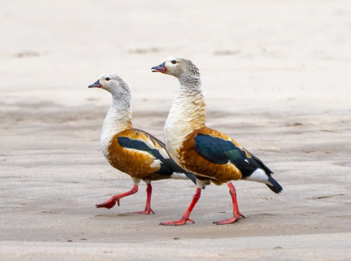 Birds photograph — Peru, Amazon