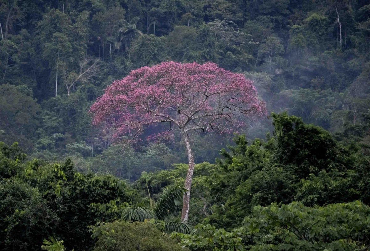 Landscapes photograph — Peru, Amazon