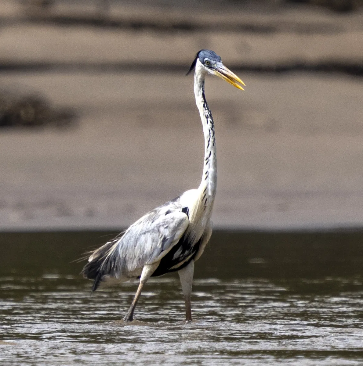 Birds photograph — Peru, Amazon