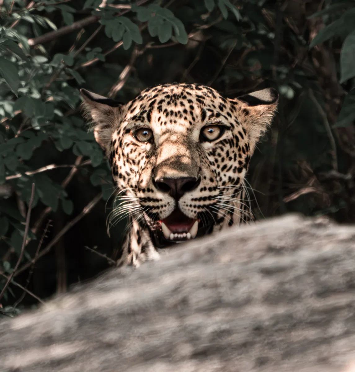 Mammals photograph — Sri Lanka, Yala