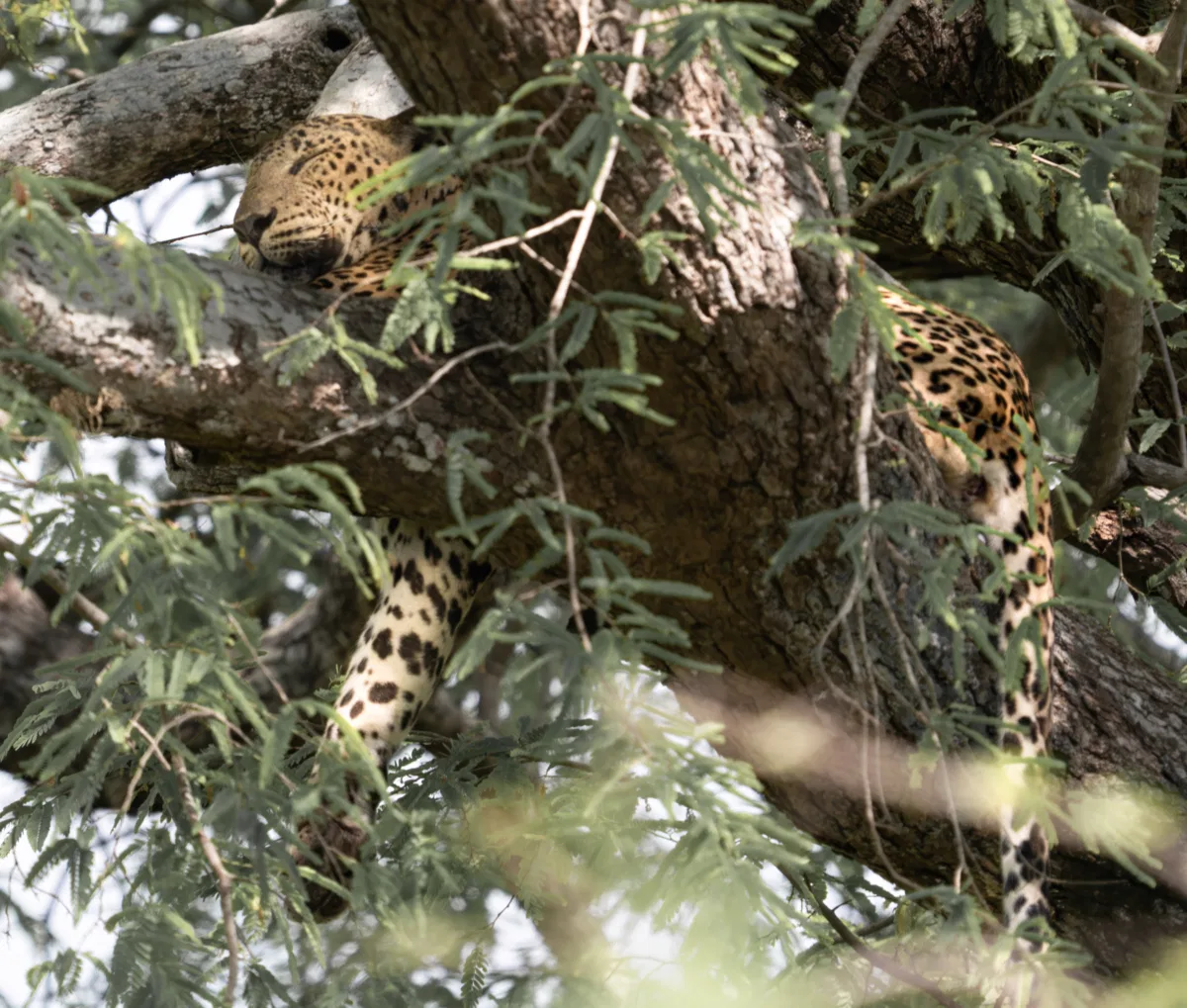 Mammals photograph — Sri Lanka, Yala