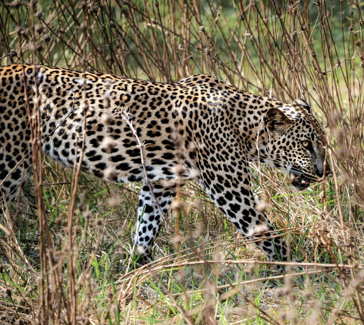 Mammals photograph — Sri Lanka, Yala